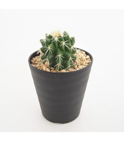 Amazon｜【charm】（観葉植物）サボテン エキノカクタス 金鯱